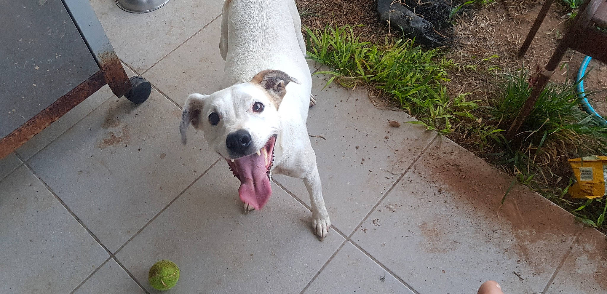 Poly joined the competition — help win amazing prizes! american_bulldog, american_pit_bull_terrier, canidae, carnivore, catahoula_bulldog, dog, dog_breed, dogo_guatemalteco, fawn, mammal, non_sporting_group, pit_bull, pointer, rare_breed_dog, sporting_group, street_dog