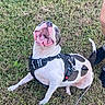 animal, canine, companion, dog, excited, friendly, fur, grass, happy, harness, leash, mouth_open, nature, outdoor, paw, pet, playful, sitting, smiling, tongue