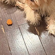 Koko is registered to the contest to win money with this photo: animal, brown_treat, close_up, companion, cozy, curious, cute, dog, domestic, flooring, furry, hair_clip, indoor, looking, lying_down, pet, small, treat, white_fur, wooden_floor