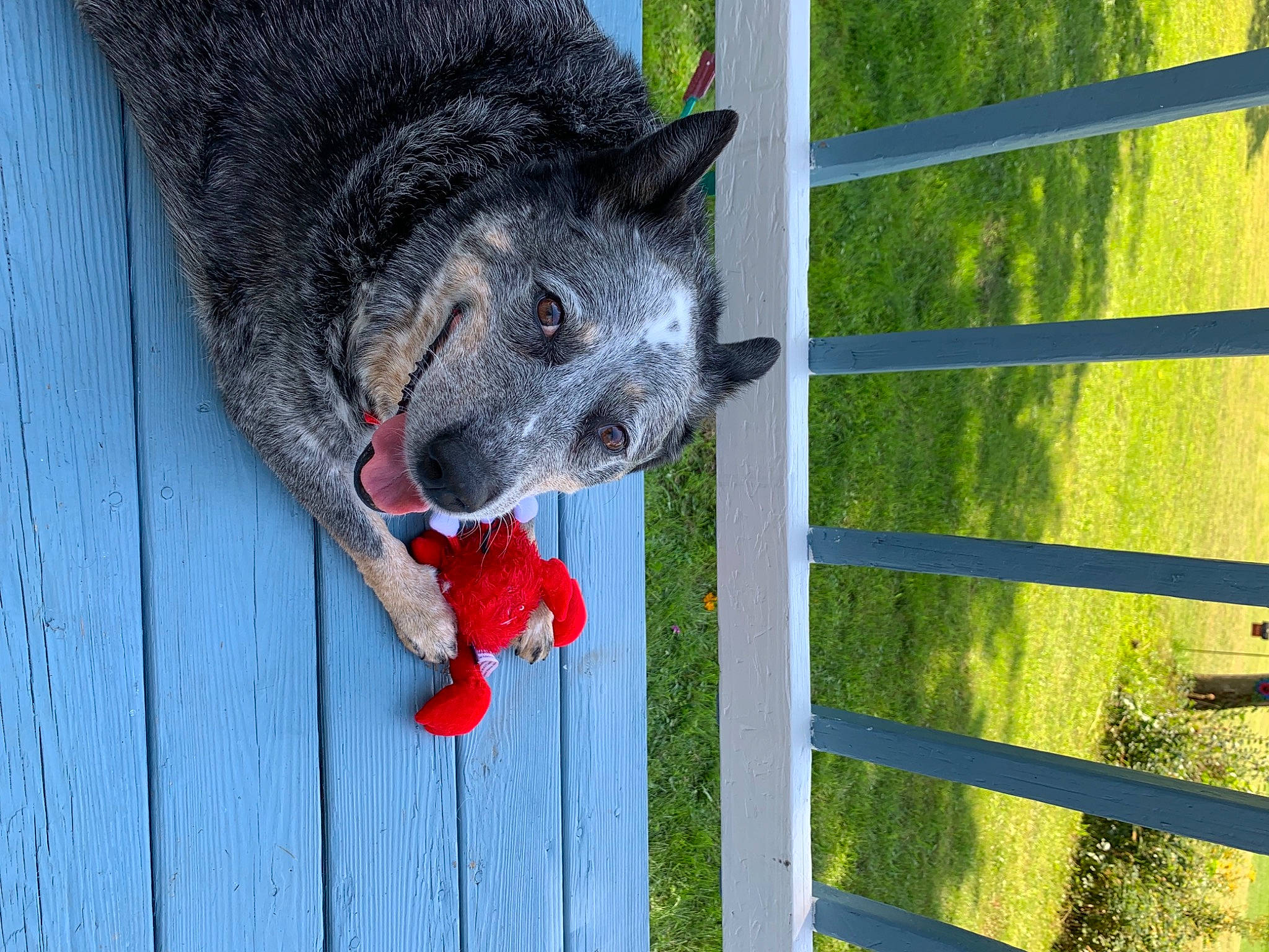 Lilli Lynn is registered to the contest to win money with this photo: animal_shelter, canidae, carnivore, collar, coquelicot, dog, dog_breed, domestic_short_haired_cat, fence, fur, grass, home_fencing, mesh, snout, sporting_group, tail, tints_and_shades, whiskers, wood, working_animal