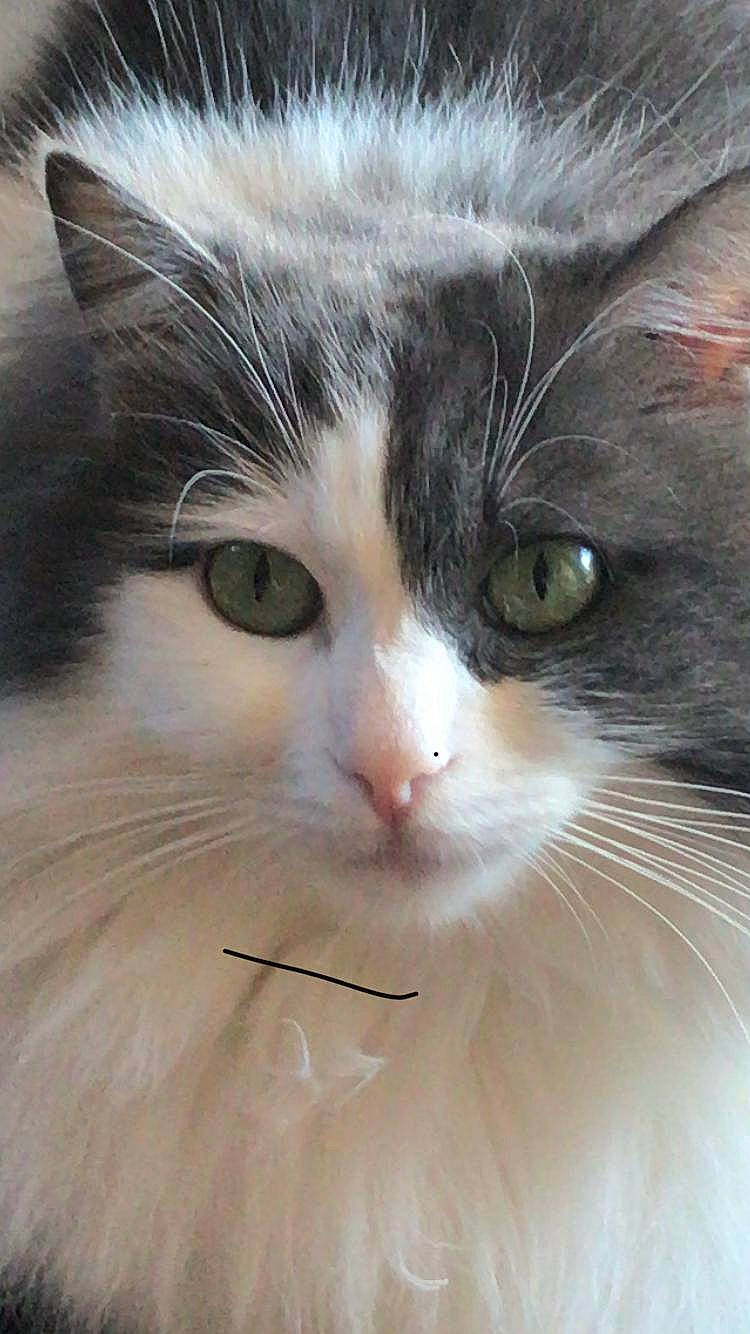 Haru is registered to the contest to win money with this photo: carnivore, cat, curious, domestic_short_haired_cat, eye, felidae, fur, head, human_body, iris, nose, small_to_medium_sized_cats, snout, whiskers, window