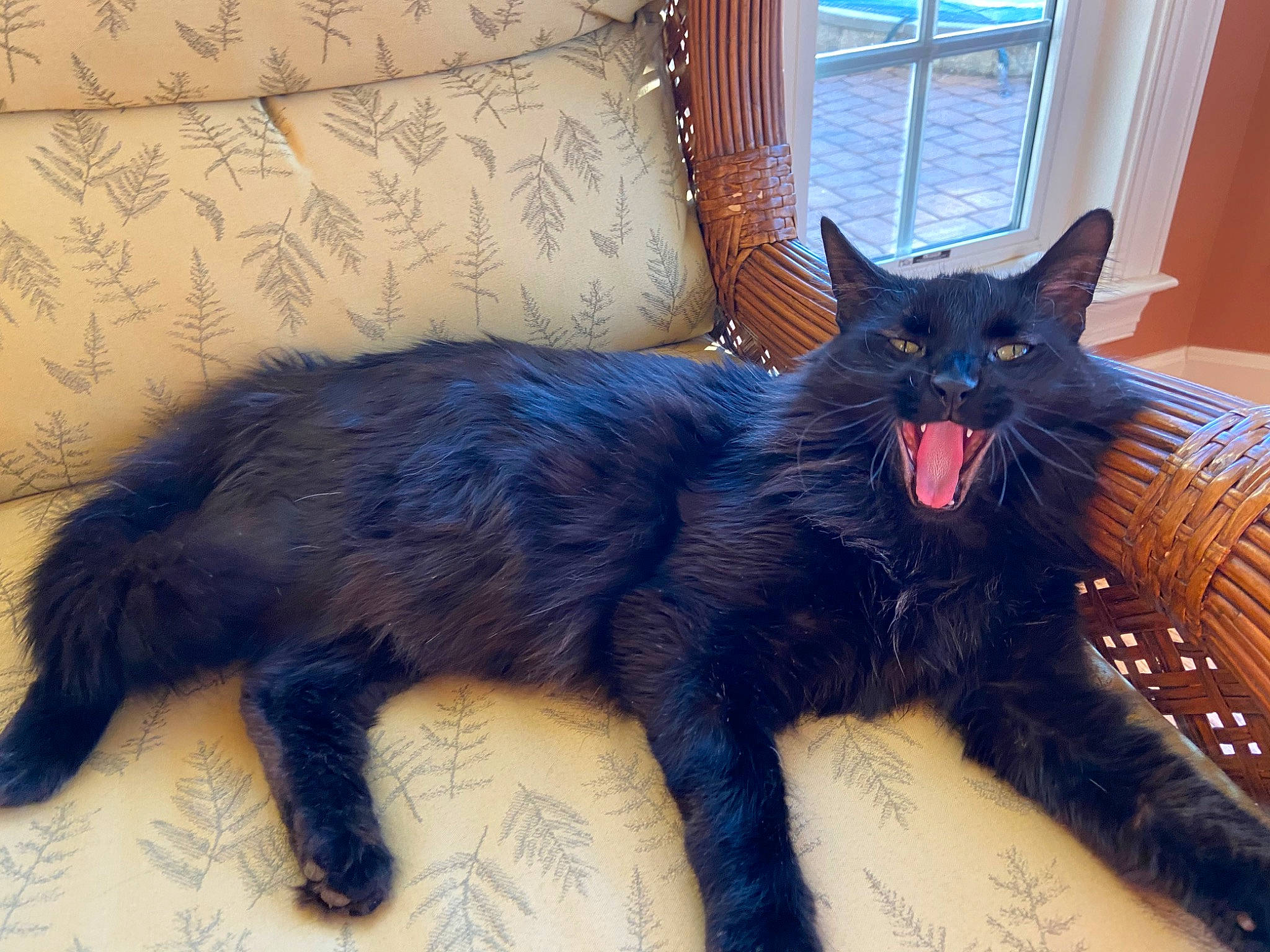 Rocket joined the competition — help win amazing prizes! black_cat, carnivore, cat, cat_supply, claw, comfort, domestic_short_haired_cat, electric_blue, felidae, foot, fur, paw, sitting, small_to_medium_sized_cats, snout, tail, terrestrial_animal, whiskers, window
