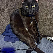 Smokey joined the competition — help win amazing prizes! cat, black_cat, pet, feline, sofa, couch, sitting, yellow_eyes, whiskers, collar, leash, indoor, cozy, fur, paw, blanket, textile, close_up, portrait, living_room