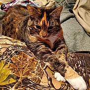 Tigger is registered to the contest to win money with this photo: bed, bedding, blanket, calico_cat, cat, close_up, cozy, domestic_cat, fur, indoor, paw, paws_crossed, pet, portrait, relaxed, resting, sleepy, striped, tabby, whiskers