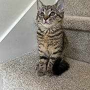 Tommy is registered to the contest to win money with this photo: kitten, tabby, cat, stairs, carpet, pet, animal, feline, cute, young, indoor, curious, sitting, whiskers, ears, fur, small, looking_up, home, cozy