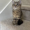 kitten, tabby, cat, stairs, carpet, pet, animal, feline, cute, young, indoor, curious, sitting, whiskers, ears, fur, small, looking_up, home, cozy