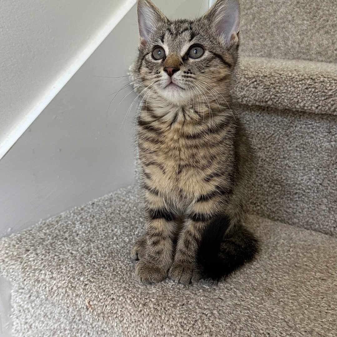 Tommy is registered to the contest to win money with this photo: kitten, tabby, cat, stairs, carpet, pet, animal, feline, cute, young, indoor, curious, sitting, whiskers, ears, fur, small, looking_up, home, cozy