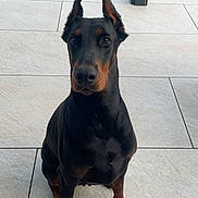 Syria participe au concours pour gagner de l'argent avec cette photo : dog, doberman, pet, animal, sitting, ears_up, black_and_tan, outdoor, patio, tile_floor, fence, grass, canine, alert, companion, domestic_animal, guard_dog, portrait, four_legs, watchful
