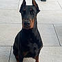 dog, doberman, pet, animal, sitting, ears_up, black_and_tan, outdoor, patio, tile_floor, fence, grass, canine, alert, companion, domestic_animal, guard_dog, portrait, four_legs, watchful