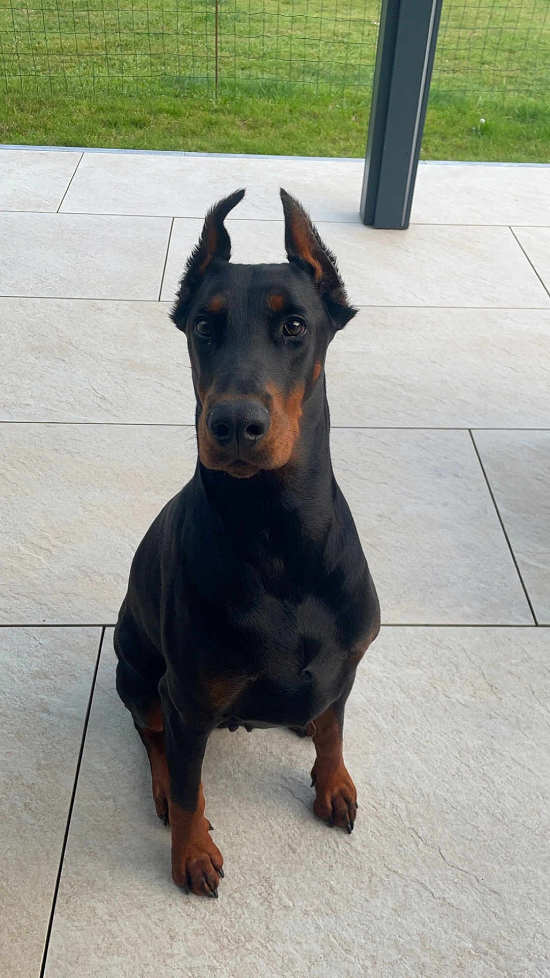 Syria participe au concours pour gagner de l'argent avec cette photo : dog, doberman, pet, animal, sitting, ears_up, black_and_tan, outdoor, patio, tile_floor, fence, grass, canine, alert, companion, domestic_animal, guard_dog, portrait, four_legs, watchful