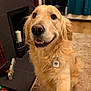 canine, carpet, close_up, collar, curtain, dog, face, fireplace, floor, friendly, fur, golden_retriever, home, indoor, paw, pet, smiling, tag, toy, wood_floor