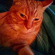 Garfield is registered to the contest to win money with this photo: