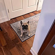 Winston is registered to the contest to win money with this photo: dog, french_bulldog, pet, indoor, rug, wooden_floor, door, wall, animal, looking_up, flooring, home, cute, small_dog, ears, waiting, expression, domestic, companion, house
