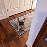 dog, french_bulldog, pet, indoor, rug, wooden_floor, door, wall, animal, looking_up, flooring, home, cute, small_dog, ears, waiting, expression, domestic, companion, house