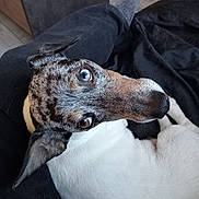 Ragnar participe au concours pour gagner de l'argent avec cette photo : dog, pet, animal, indoor, lap, curious, speckled, white_fur, brown_fur, black_fur, ears, eyes, nose, person, pants, floor, blanket, resting, cozy, closeup