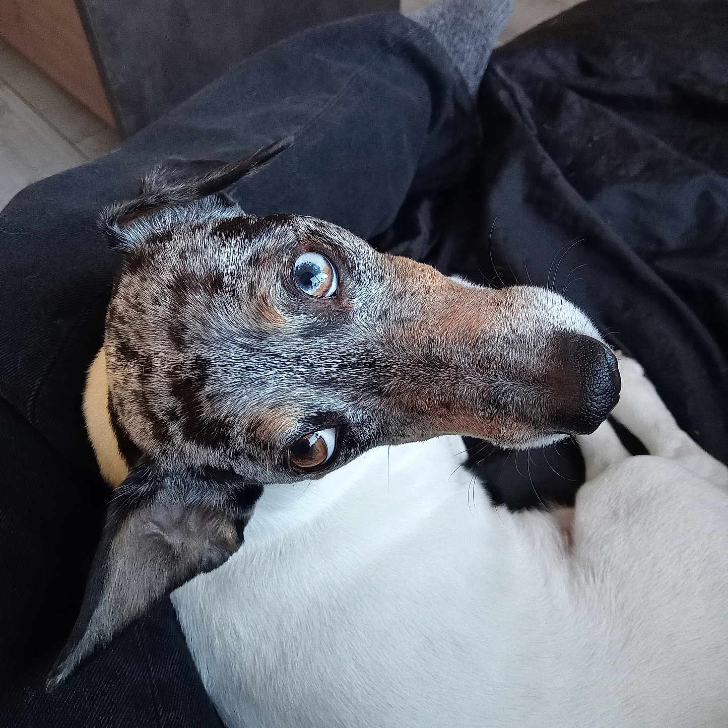 Ragnar participe au concours pour gagner de l'argent avec cette photo : dog, pet, animal, indoor, lap, curious, speckled, white_fur, brown_fur, black_fur, ears, eyes, nose, person, pants, floor, blanket, resting, cozy, closeup