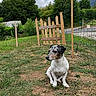 Ragnar participe au concours pour gagner de l'argent avec cette photo : animal, canine, cloudy_sky, curious, daytime, dog, fence, garden, grass, greenery, nature, outdoor, pet, rural, sitting, spot_pattern, trees, wire_fence, wooden_gate, yard