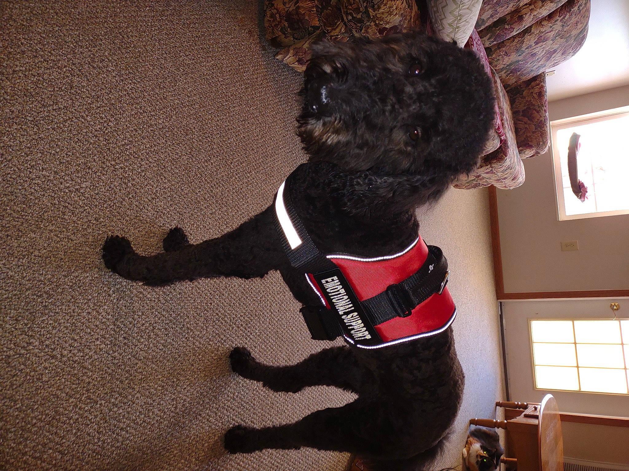 Faith is registered to the contest to win money with this photo: bow_tie, carnivore, collar, companion_dog, dog, dog_breed, dog_clothes, dog_collar, dog_supply, fawn, helmet, personal_protective_equipment, pet_supply, snout, sporting_group, sportswear, stuffed_toy, tail, thigh, working_animal