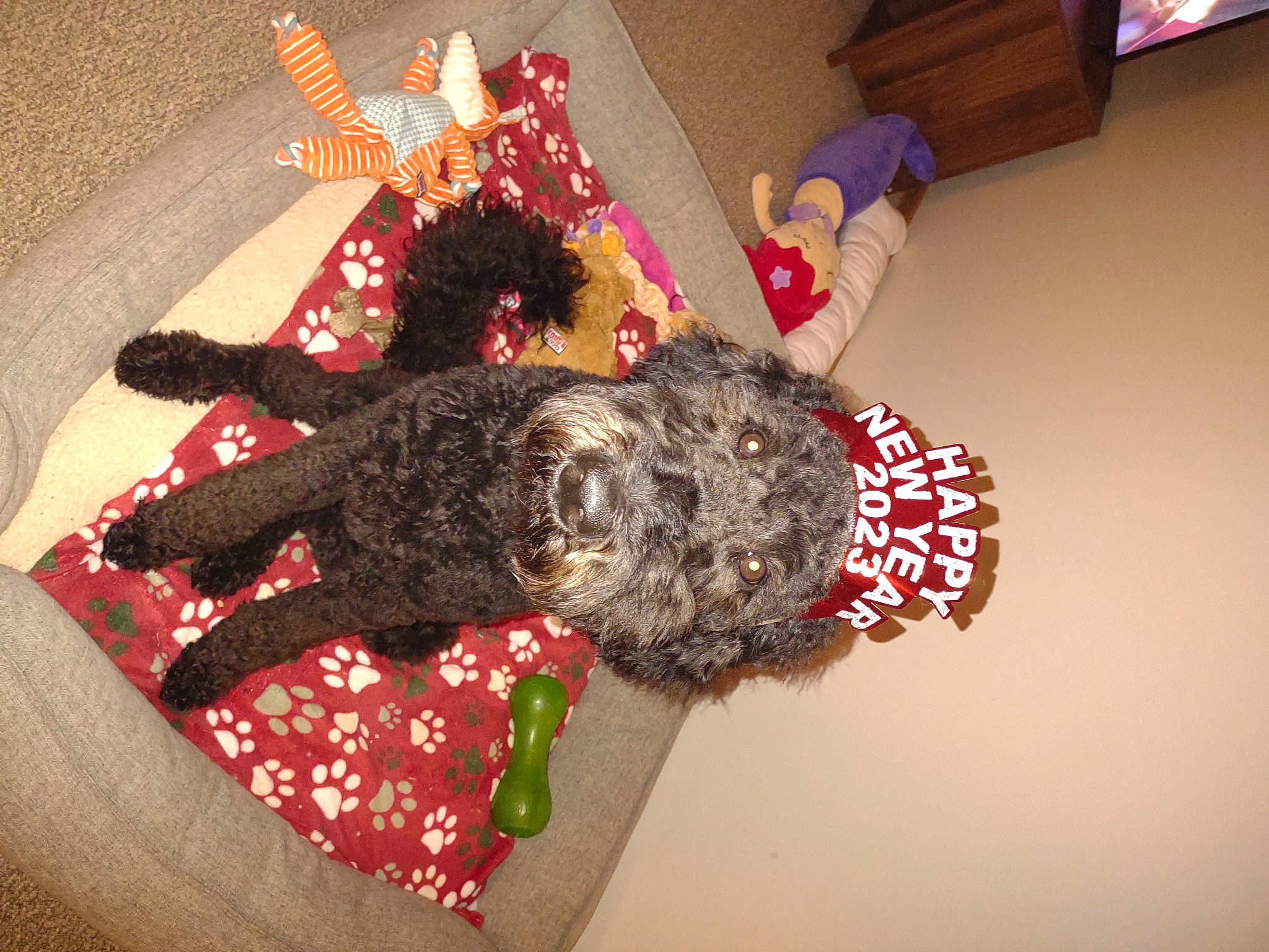 Faith is registered to the contest to win money with this photo: art, canidae, carmine, christmas, companion_dog, craft, creative_arts, dog, dog_breed, dog_supply, fur, knitting, linens, pattern, room, sporting_group, stuffed_toy, thread, wool