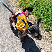 Gamine a rejoint le concours — aidez-le/la à gagner de superbes lots ! dog, pet, costume, outdoor, grass, path, leash, toy, sunlight, shadow, walking, animal, playful, cute, fluffy, colorful, dress_up, small_dog, accessory, nature