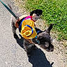 dog, pet, costume, outdoor, grass, path, leash, toy, sunlight, shadow, walking, animal, playful, cute, fluffy, colorful, dress_up, small_dog, accessory, nature