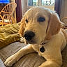 dog, puppy, golden_retriever, indoor, couch, blanket, window, natural_light, pet, canine, fur, animal, collar, tag, relaxing, closeup, furniture, home, living_room, cute