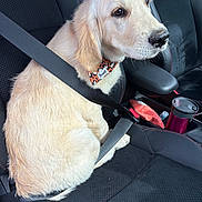 Baloo a rejoint le concours — aidez-le/la à gagner de superbes lots ! dog, puppy, golden_retriever, car_seat, seatbelt, collar, leather_seat, travel_mug, tissue_pack, window, pet, animal, sitting, indoors, vehicle, black, red_stitching, cute, companion, safety