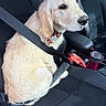 dog, puppy, golden_retriever, car_seat, seatbelt, collar, leather_seat, travel_mug, tissue_pack, window, pet, animal, sitting, indoors, vehicle, black, red_stitching, cute, companion, safety
