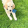 Baloo participe au concours pour gagner de l'argent avec cette photo : dog, puppy, golden_retriever, grass, greenery, outdoor, pet, animal, cute, playing, garden_tool, fork, laying_down, summer, nature, young_dog, canine, adorable, fun, leisure