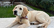 Baloo participe au concours pour gagner de l'argent avec cette photo : animal, bandana, bench, canine, cute, dog, garden, golden_retriever, grass, leopard_print, nature, outdoor, pet, puppy, relaxing, sky, sunset, tree, white_furniture, young_dog