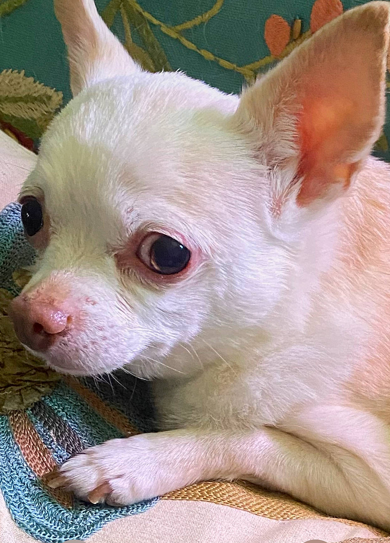 Kabuki joined the competition — help win amazing prizes! carnivore, close_up, companion_dog, dog, dog_breed, ear, fawn, fur, snout, terrestrial_animal, toy_dog, whiskers