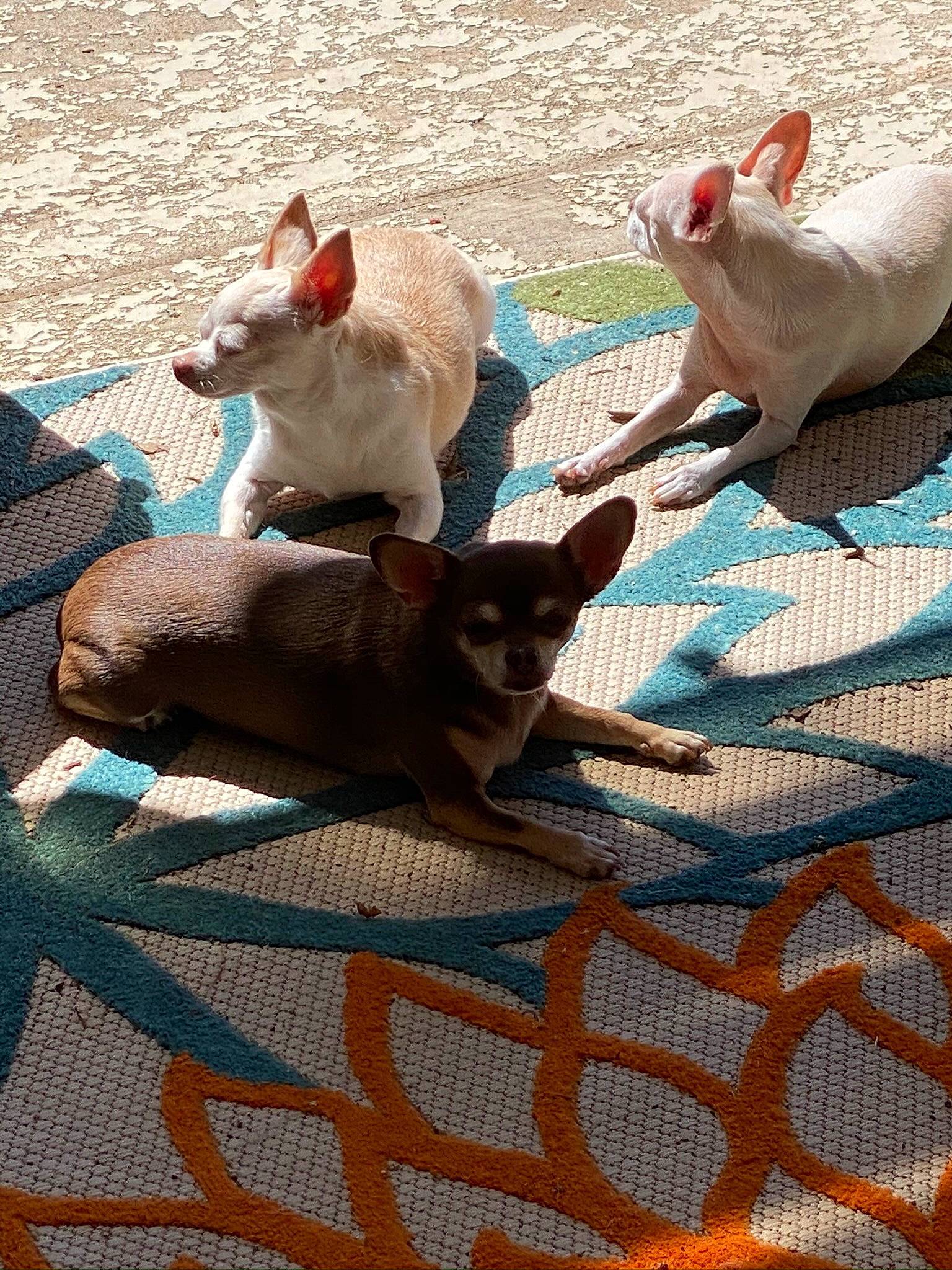 Kabuki joined the competition — help win amazing prizes! canidae, carnivore, comfort, companion_dog, dog, dog_breed, fawn, felidae, flooring, linens, mesh, pattern, pet_supply, small_to_medium_sized_cats, snout, sporting_group, tail, terrestrial_animal, textile, toy_dog