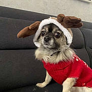 Jaya participe au concours pour gagner de l'argent avec cette photo : dog, small_dog, reindeer_antlers, red_sweater, costume, pet, indoor, couch, furniture, curious, wide_eyes, animal, portrait, christmas, holiday, cute, fluffy, sitting, wall, framed_picture