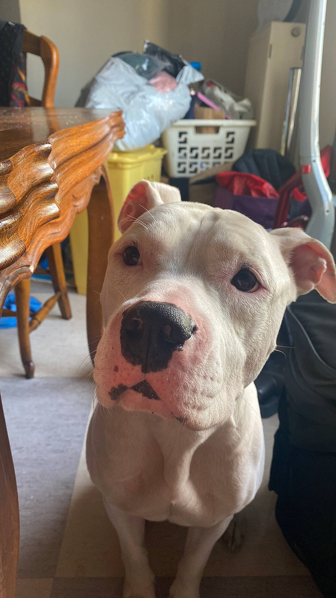 Olaf a rejoint le concours — aidez-le/la à gagner de superbes lots ! canidae, carnivore, chair, collar, companion_dog, cordoba_fighting_dog, dog, dog_breed, dogo_argentino, dogo_guatemalteco, fawn, molosser, non_sporting_group, pet_supply, pit_bull, snout, sporting_group, working_animal, working_dog