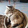 animal, bed, cat, chair, cozy, domestic, feline, floor, fluffy, fur, furniture, home, indoor, patterned_floor, pet, relaxed, resting, tail, whiskers, wooden_chair