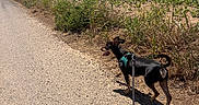 Stanley a rejoint le concours — aidez-le/la à gagner de superbes lots ! blue_sky, clouds, daytime, dog, grass, green_field, harness, landscape, leash, nature, outdoor, pet, plants, plastic_bottle, rural_path, shadow, small_dog, sunny, walking, wind_turbine