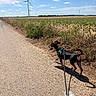 dog, leash, plastic_bottle, rural_path, green_field, wind_turbine, blue_sky, clouds, sunny, outdoor, grass, plants, nature, walking, pet, small_dog, harness, shadow, daytime, landscape