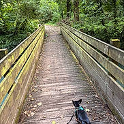 Stanley a rejoint le concours — aidez-le/la à gagner de superbes lots ! adventure, bridge, canine, dog, forest, greenery, hiking, leash, leaves, moss, nature, outdoor, pathway, scenic, small_dog, trail, trees, walking, wood, wooden_bridge
