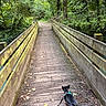 dog, leash, bridge, wooden_bridge, forest, trees, greenery, pathway, nature, outdoor, wood, moss, leaves, canine, small_dog, walking, trail, scenic, adventure, hiking