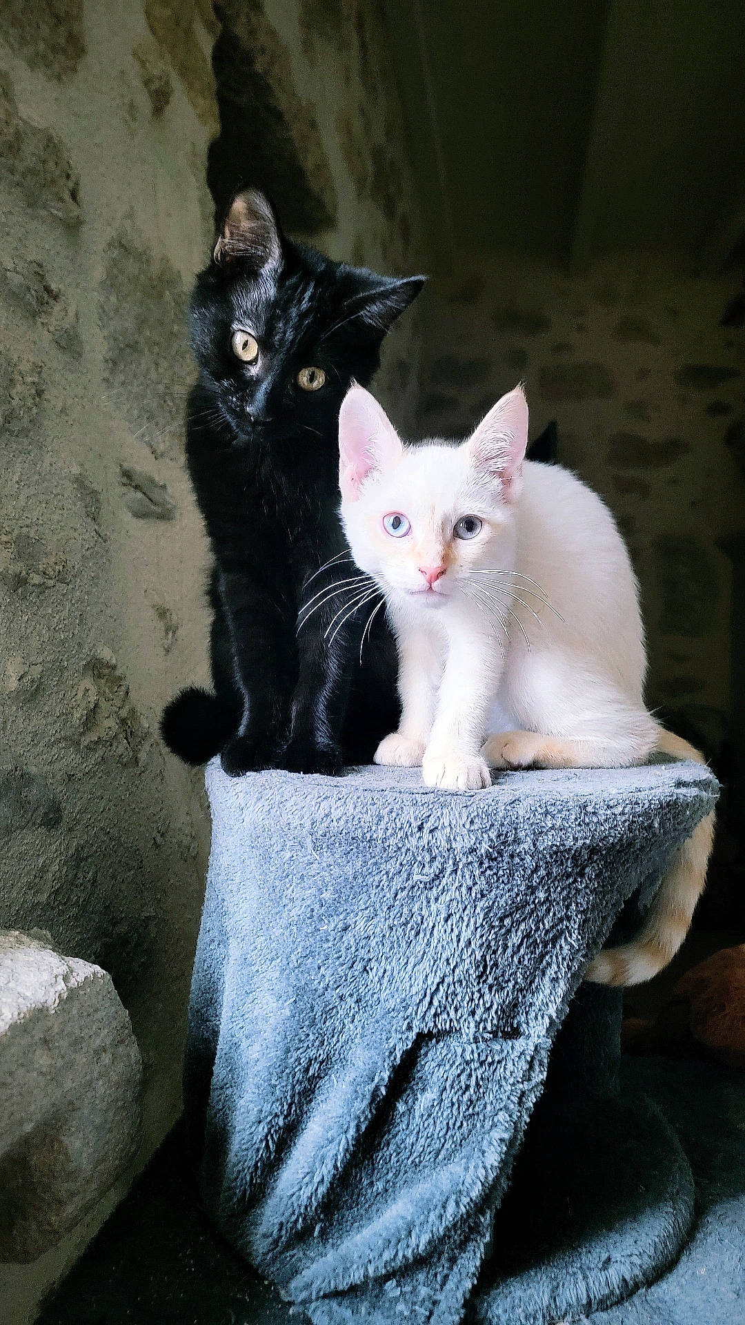 Kira participe au concours pour gagner de l'argent avec cette photo : art, carnivore, cat, domestic_short_haired_cat, eye, felidae, fur, grey, mammal, paw, photo_caption, sitting, small_to_medium_sized_cats, snout, tail, tree, whiskers, wood