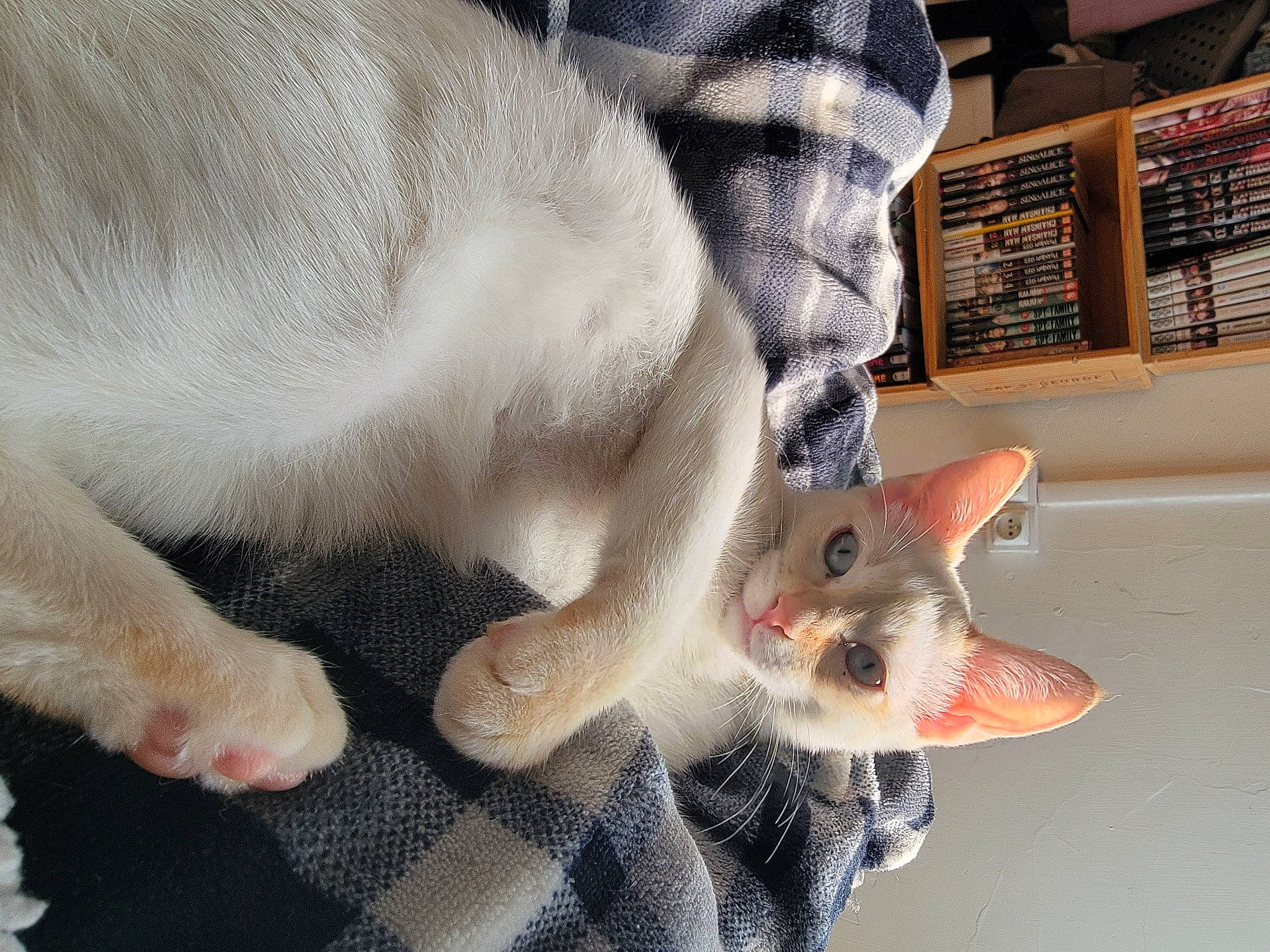 Kira a rejoint le concours — aidez-le/la à gagner de superbes lots ! canidae, carnivore, cat, claw, comfort, domestic_short_haired_cat, fang, fawn, felidae, foot, fur, grey, paw, small_to_medium_sized_cats, snout, tail, thai, toe, whiskers