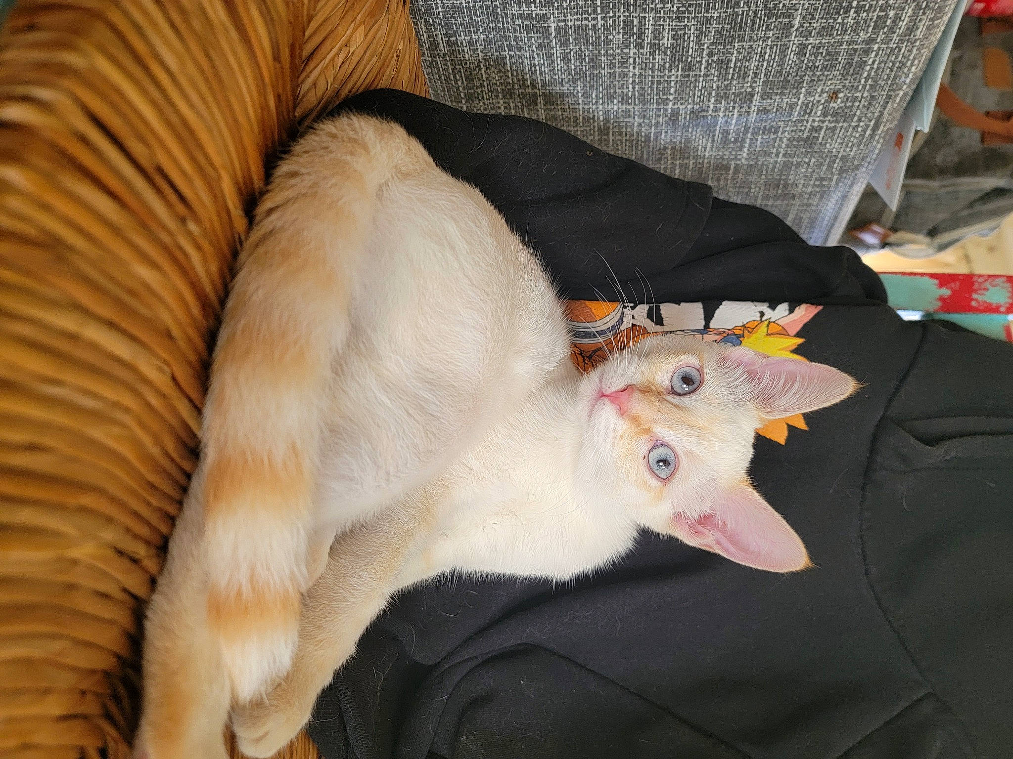 Kira a rejoint le concours — aidez-le/la à gagner de superbes lots ! bed, canidae, carnivore, cat, claw, comfort, companion_dog, couch, dog_breed, domestic_short_haired_cat, fawn, felidae, fur, linens, paw, small_to_medium_sized_cats, snout, sporting_group, tail, whiskers