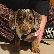 Milo a rejoint le concours — aidez-le/la à gagner de superbes lots ! adorable, animal, black_sneakers, bow_tie, brown, cute, dog, floor, hand, indoor, looking_at_camera, person, pet, portrait, puppy, short_hair, sitting, small, sparkly_pants, young