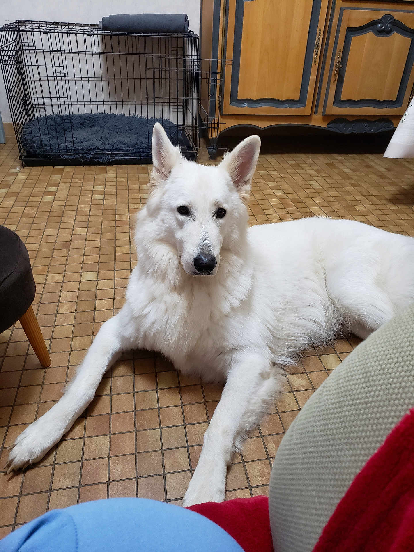 Marie participe au concours pour gagner de l'argent avec cette photo : dog, white_dog, lying_down, floor, tile_floor, indoor, crate, furniture, wooden_cabinet, ears_up, pet, canine, domestic_animal, resting, quiet, home, cozy, calm, animal, companion