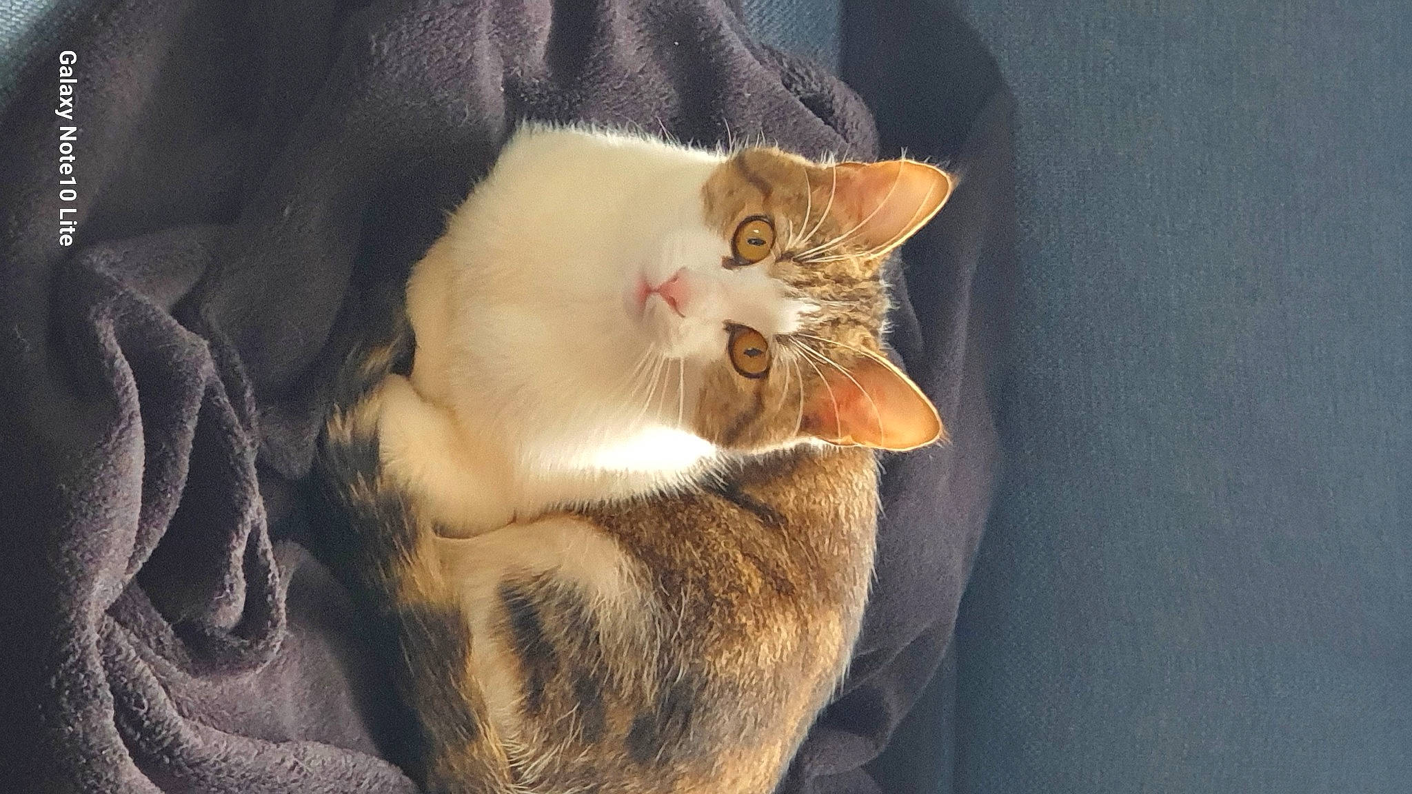 Cookie participe au concours pour gagner de l'argent avec cette photo : carnivore, cat, claw, comfort, domestic_short_haired_cat, ear, fawn, felidae, fur, paw, sitting, small_to_medium_sized_cats, snout, tail, whiskers, window