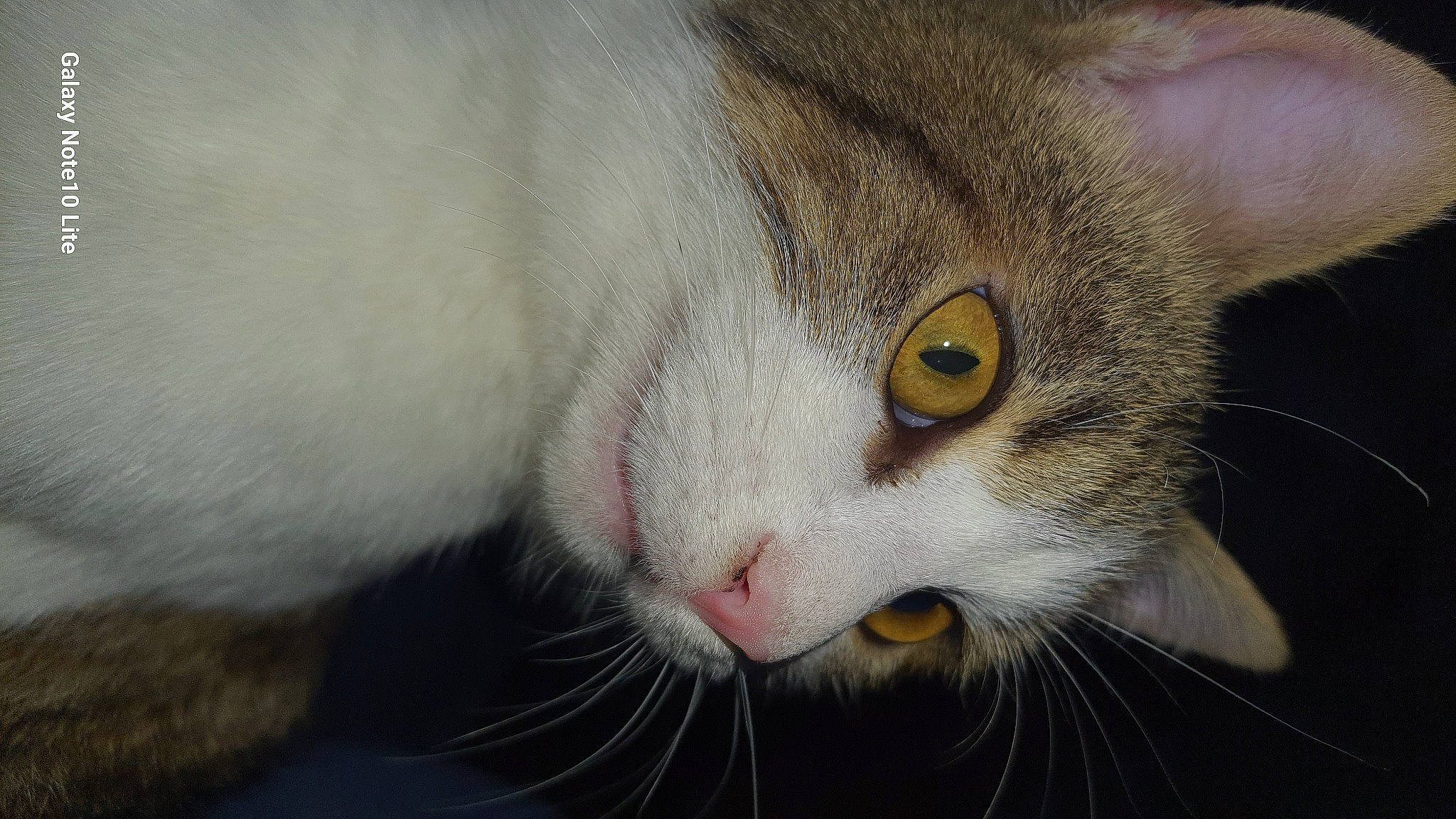 Cookie participe au concours pour gagner de l'argent avec cette photo : carnivore, cat, domestic_short_haired_cat, ear, felidae, fur, paw, small_to_medium_sized_cats, snout, tail, whiskers, window