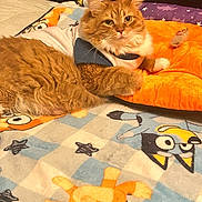 Orihime is registered to the contest to win money with this photo: blanket, cartoon_characters, cat, cozy, cute, eyes, face, feline, fluffy_cat, fur, indoor, mammal, orange_cat, paw, pet, plush_pillow, relaxed, resting, shirt, toy_mouse