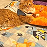 blanket, cartoon_characters, cat, cozy, cute, eyes, face, feline, fluffy_cat, fur, indoor, mammal, orange_cat, paw, pet, plush_pillow, relaxed, resting, shirt, toy_mouse
