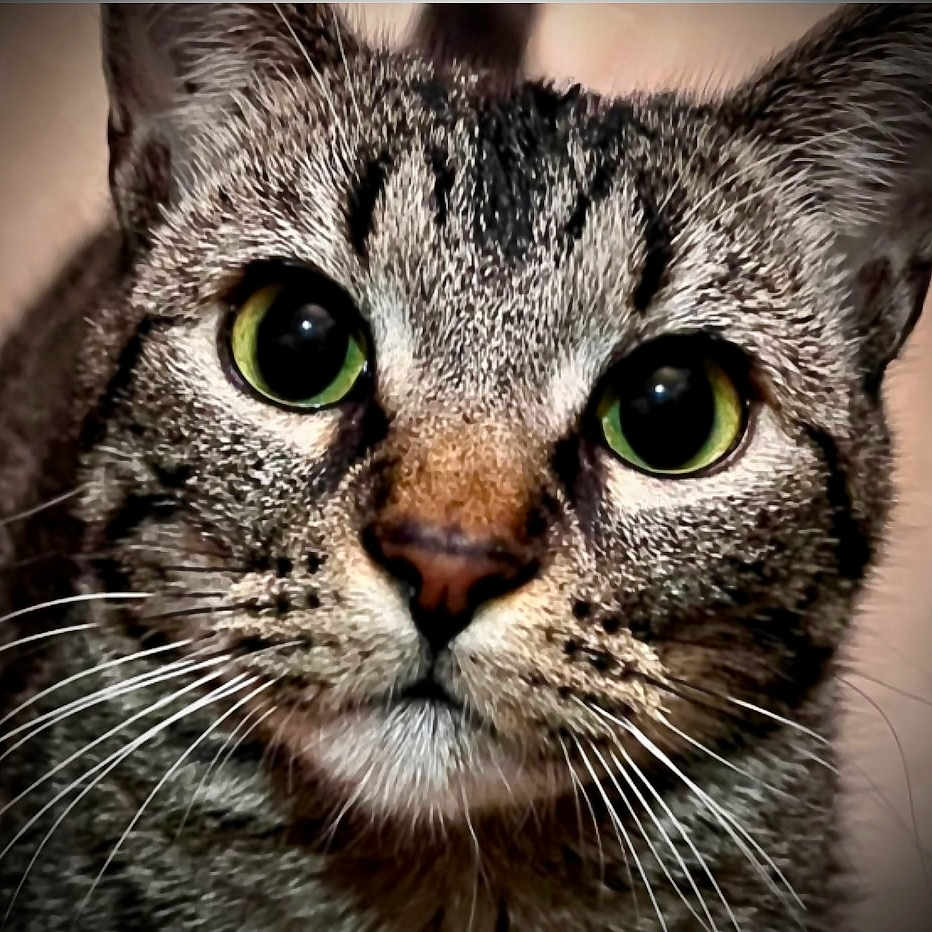 Willameana joined the competition — help win amazing prizes! abyssinian, animal, cat, kitten, manx, pet, snout