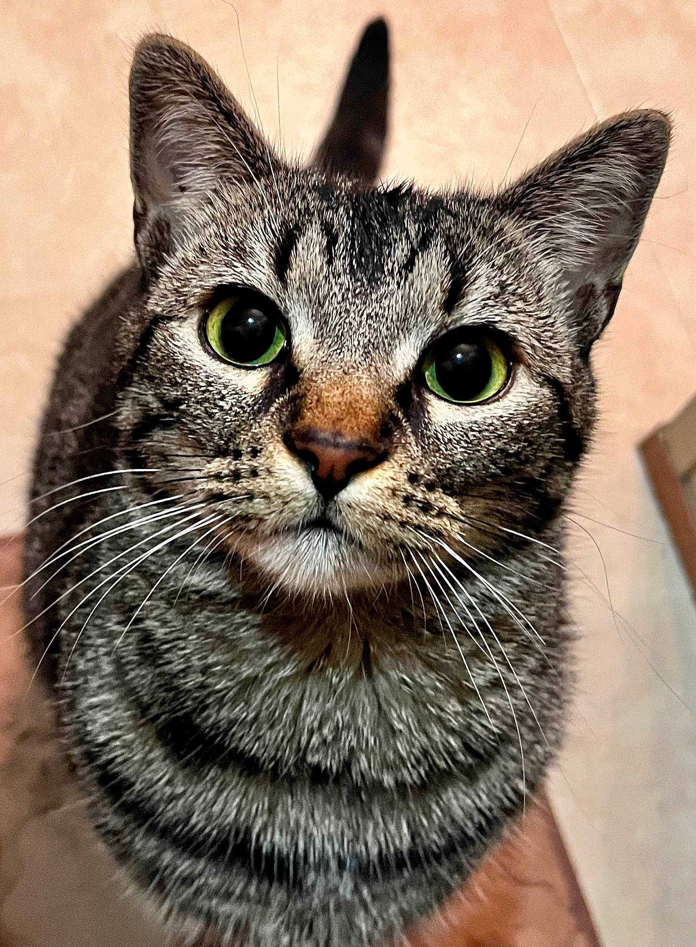 abyssinian, angora, animal, cat, egyptiancat, kitten, manx, pet, snout